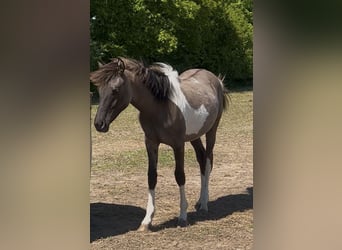 Arabisches Partbred, Hengst, 1 Jahr, 151 cm, Grullo