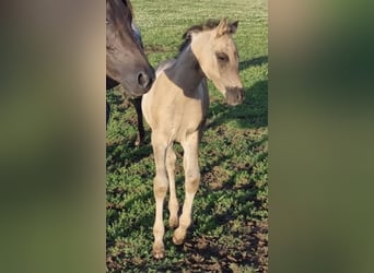 Arabisches Partbred, Hengst, 1 Jahr, 151 cm, Grullo