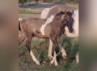 Arabisches Partbred, Hengst, 1 Jahr, 151 cm, Grullo