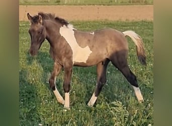 Arabisches Partbred, Hengst, 1 Jahr, 151 cm, Grullo