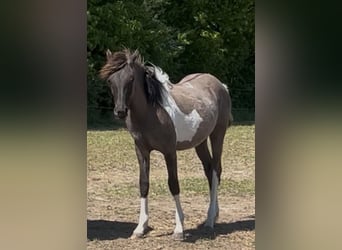 Arabisches Partbred, Hengst, 1 Jahr, 151 cm, Grullo