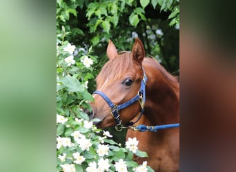 Arabisches Partbred, Hengst, 1 Jahr, 152 cm, Fuchs