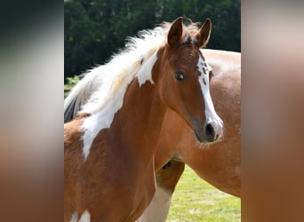 Arabisches Partbred, Hengst, 1 Jahr, 152 cm, Tobiano-alle-Farben