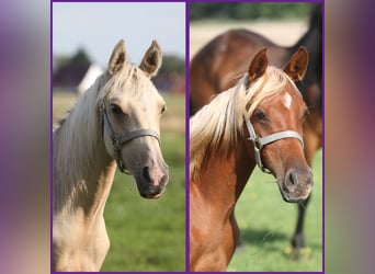 Arabisches Partbred, Hengst, 1 Jahr, 153 cm, Palomino