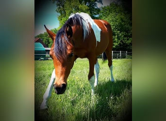 Arabisches Partbred, Hengst, 1 Jahr, 153 cm, Tobiano-alle-Farben