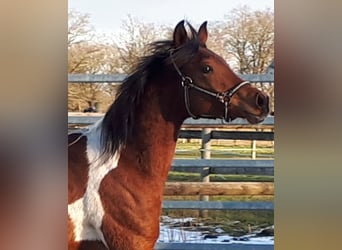 Arabisches Partbred, Hengst, 1 Jahr, 153 cm, Tobiano-alle-Farben