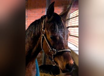 Arabisches Partbred, Hengst, 1 Jahr, 153 cm, Tobiano-alle-Farben