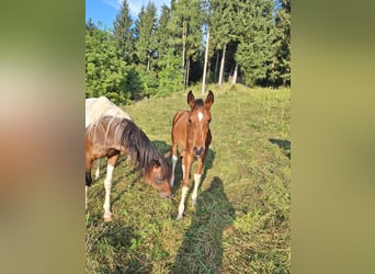 Arabisches Partbred, Hengst, 1 Jahr, 153 cm, Tobiano-alle-Farben