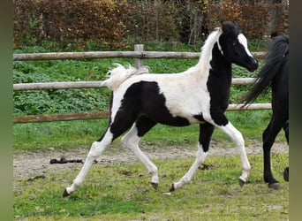 Arabisches Partbred, Hengst, 1 Jahr, 153 cm, Tovero-alle-Farben