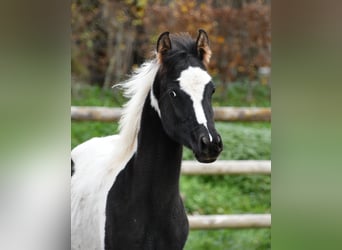 Arabisches Partbred, Hengst, 1 Jahr, 153 cm, Tovero-alle-Farben