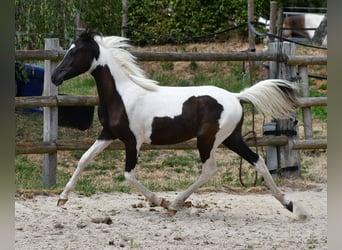 Arabisches Partbred, Hengst, 1 Jahr, 153 cm, Tovero-alle-Farben