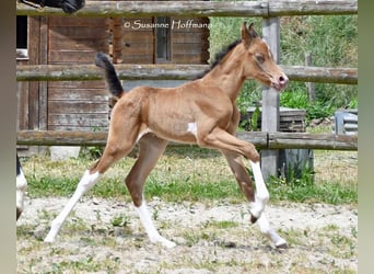 Arabisches Partbred, Hengst, 1 Jahr, 155 cm, Champagne