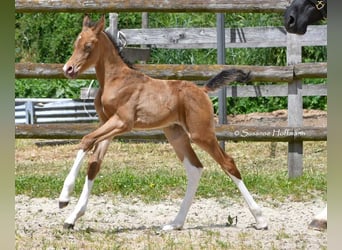 Arabisches Partbred, Hengst, 1 Jahr, 155 cm, Champagne