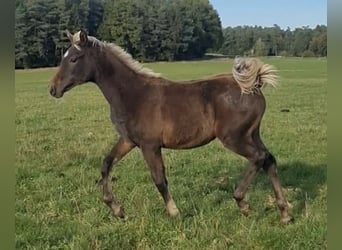 Arabisches Partbred, Hengst, 1 Jahr, 156 cm