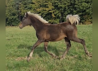 Arabisches Partbred, Hengst, 1 Jahr, 156 cm