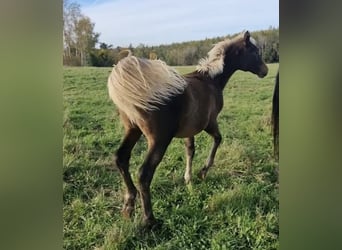 Arabisches Partbred, Hengst, 1 Jahr, 156 cm