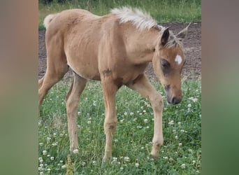 Arabisches Partbred, Hengst, 1 Jahr, 156 cm