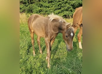 Arabisches Partbred, Hengst, 1 Jahr, 156 cm