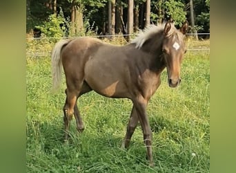 Arabisches Partbred, Hengst, 1 Jahr, 156 cm