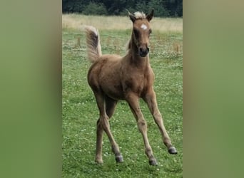 Arabisches Partbred, Hengst, 1 Jahr, 156 cm