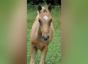 Arabisches Partbred, Hengst, 1 Jahr, 156 cm