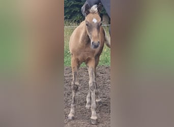 Arabisches Partbred, Hengst, 1 Jahr, 156 cm