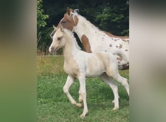 Arabisches Partbred, Hengst, 1 Jahr, 156 cm, Dunalino