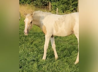 Arabisches Partbred, Hengst, 1 Jahr, 156 cm, Dunalino