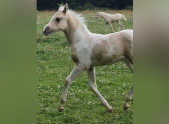 Arabisches Partbred, Hengst, 1 Jahr, 156 cm, Dunalino