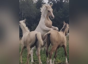 Arabisches Partbred, Hengst, 1 Jahr, 156 cm, Dunalino