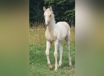 Arabisches Partbred, Hengst, 1 Jahr, 156 cm, Dunalino