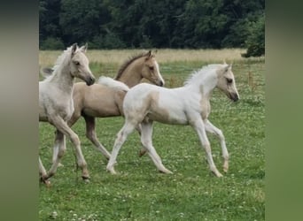 Arabisches Partbred, Hengst, 1 Jahr, 156 cm, Dunalino
