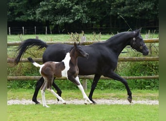 Arabisches Partbred, Hengst, 1 Jahr, 156 cm, Tobiano-alle-Farben