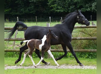 Arabisches Partbred, Hengst, 1 Jahr, 156 cm, Tobiano-alle-Farben