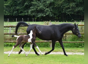 Arabisches Partbred, Hengst, 1 Jahr, 156 cm, Tobiano-alle-Farben