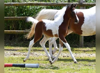 Arabisches Partbred, Hengst, 1 Jahr, 156 cm, Tobiano-alle-Farben