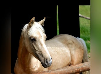 Arabisches Partbred, Hengst, 1 Jahr, Palomino