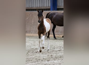 Arabisches Partbred, Hengst, 1 Jahr, Schecke