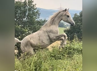 Arabisches Partbred, Hengst, 1 Jahr, White