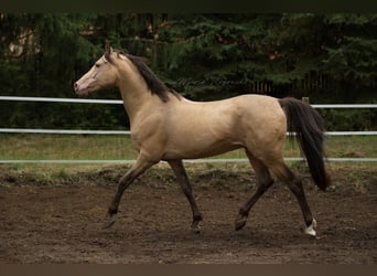 Arabisches Partbred, Hengst, 20 Jahre, 148 cm, Champagne