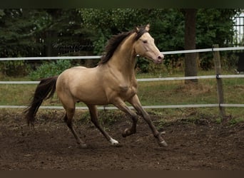 Arabisches Partbred, Hengst, 21 Jahre, 148 cm, Champagne