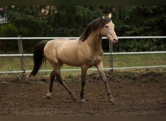 Arabisches Partbred, Hengst, 21 Jahre, 148 cm, Champagne