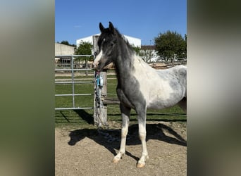 Arabisches Partbred, Hengst, 2 Jahre, 140 cm, Schecke