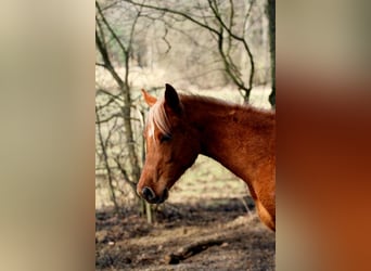 Arabisches Partbred, Hengst, 2 Jahre, 152 cm, Fuchs