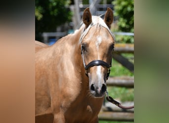 Arabisches Partbred, Hengst, 2 Jahre, 154 cm, Palomino