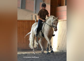 Arabisches Partbred, Hengst, 2 Jahre, 154 cm, Palomino