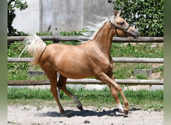 Arabisches Partbred, Hengst, 2 Jahre, 154 cm, Palomino