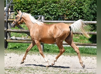 Arabisches Partbred, Hengst, 2 Jahre, 154 cm, Palomino