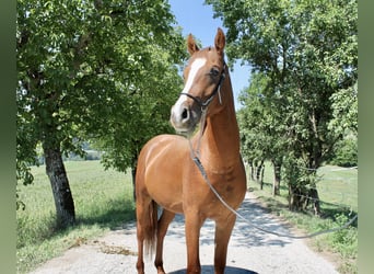 Arabisches Partbred, Hengst, 2 Jahre, 155 cm, Fuchs