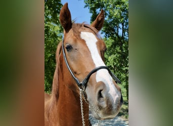 Arabisches Partbred, Hengst, 2 Jahre, 155 cm, Fuchs